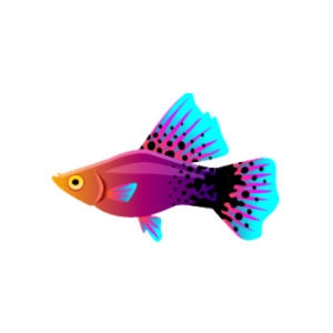 Aquatipped Hi-Fin Platy